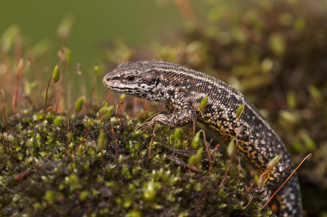 Reptile and Amphibian Survey | Lincolnshire Wildlife Trust